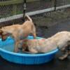 Murphy half in the pool.