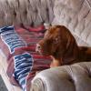 Oakley lounging on his favorite couch. 