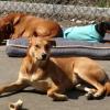 Oakley (L), Sophie (R) and Kahlea basking in some spring sunshine. 