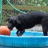 Callie in the pool.